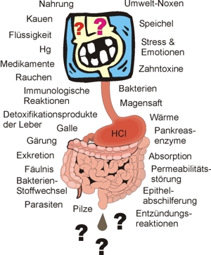 Magen Darm Trakt Seegarten Klinik